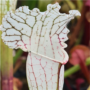 Sarracenia leucophylla L 32 Hurricaine Creek White x L W