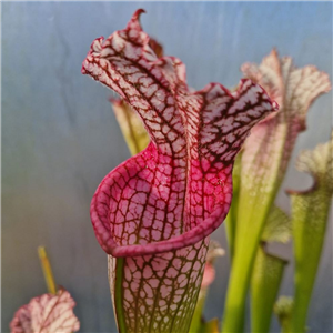 Sarracenia leucophylla L 41