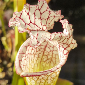 Sarracenia leucophylla L 45 LB SL131- 05 MAYBE 03