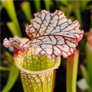 Sarracenia leucophylla L 46 LB SL 155-02