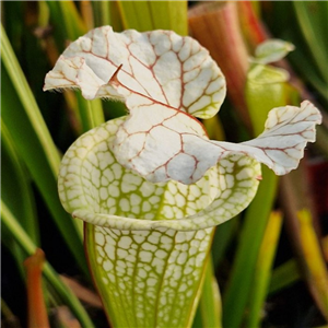 Sarracenia leucophylla L 44 LB SL111- 09