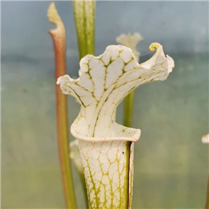 Sarracenia leucophylla L 13