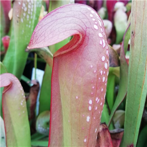 Sarracenia minor M 01 ex A.Slack 1987