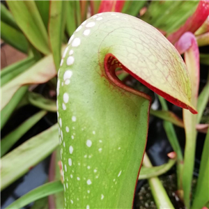 Sarracenia minor M 02 Waycross Georgia