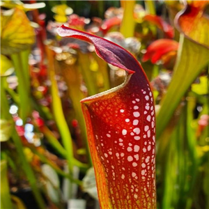 Sarracenia x H 233 Maria Marten