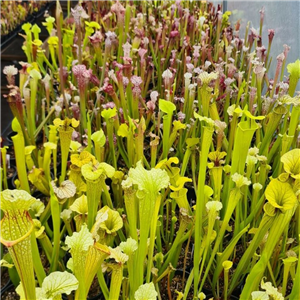 Mystery Box (Sarracenia) worth at least £50!