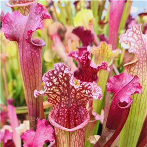 Sarracenia x H 134 Mr Purple Haze