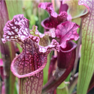 Sarracenia x H 134 Mr Purple Haze