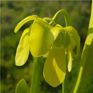 Sarracenia oreophila O 02 heavily veined