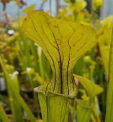 Sarracenia oreophila O 02 heavily veined