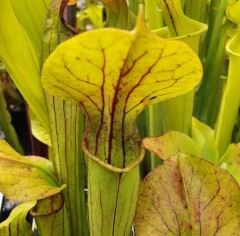 Sarracenia oreophila O 01A