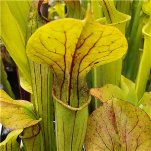 Sarracenia oreophila O 02 heavily veined