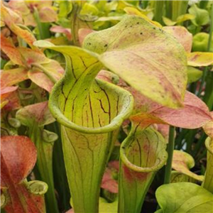 Sarracenia oreophila O 04 Boaz