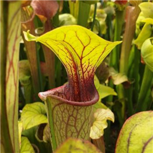 Sarracenia oreophila O 09 Tall and Stocky JS05