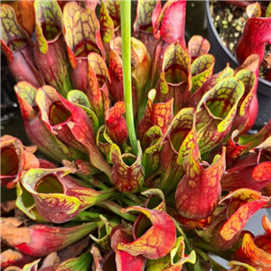 Sarracenia purpurea