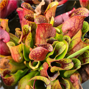 Sarracenia purpurea