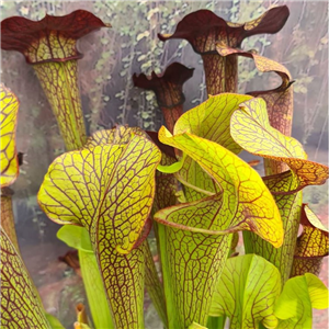 Sarracenia x H 229 willsii x (flava x alata) Tigers Eye