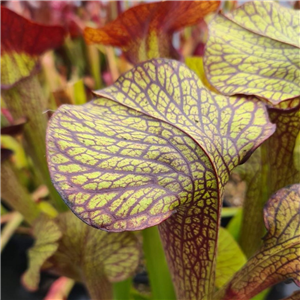 Sarracenia x H 229 willsii x (flava x alata) Tigers Eye