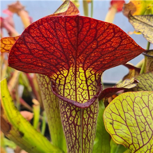 Sarracenia x H 229 willsii x (flava x alata) Tigers Eye