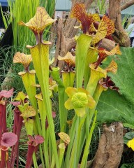 Sarracenia hybrid X 4 SF 222-01