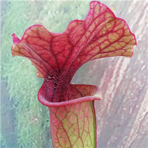 Sarracenia hybrid X 20 LB SH757-02 (seed)