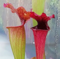 Sarracenia hybrid X 20 LB SH757-02 (seed)