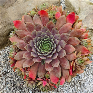 Sempervivum Albertine