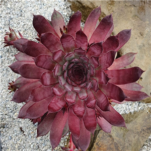 Sempervivum Chick Charm Autumn Apple