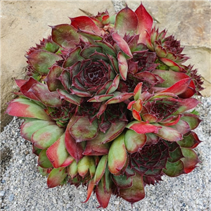 Sempervivum Brown Owl