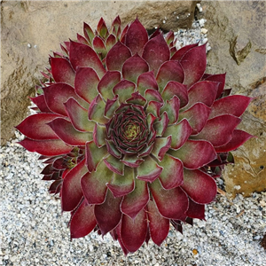 Sempervivum Chick Charm Butterscotch Baby