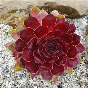 Sempervivum Chick Charm Cherry Berry