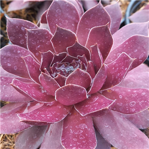 Sempervivum Chick Charm Chocolate Kiss