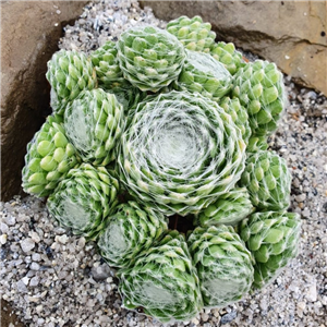 Sempervivum Chick Charm Cotton Candy