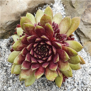 Sempervivum Dr Fritz Kohlein