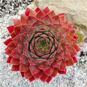 Sempervivum Flasher