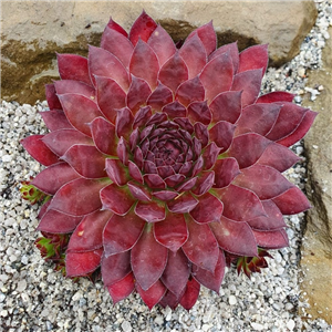 Sempervivum Havendijks Black