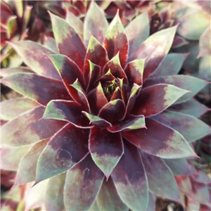 Sempervivum Killer