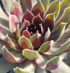 Sempervivum Lavender and Old Lace