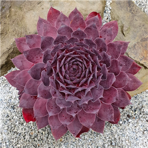 Sempervivum Leopold