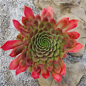 Sempervivum Marmalade