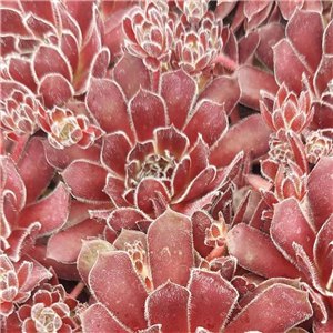 Sempervivum Plum Frosting