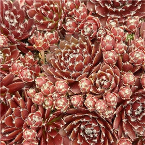 Sempervivum Red Ace