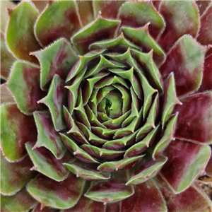 Sempervivum Red Cross