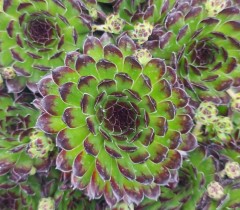 Sempervivum Star Sirius