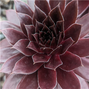 Sempervivum Rocknell Rosette