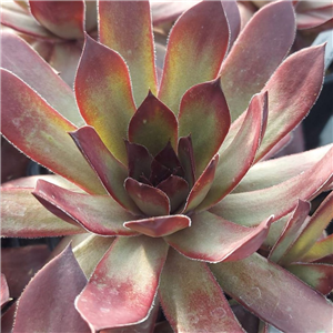 Sempervivum Ruby Port