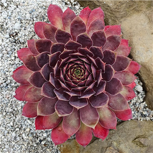 Sempervivum Schwarze Rose