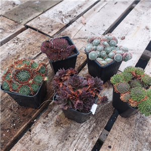 Sempervivum 5 for £5