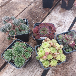 Sempervivum 5 for £5