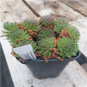 Sempervivum 5 for £5